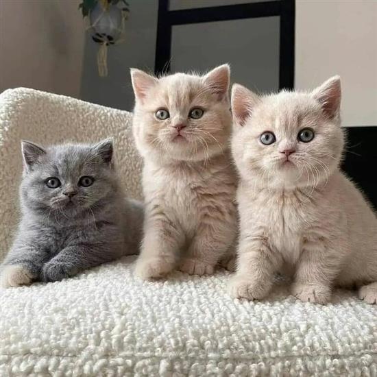 Tien Lokken Pigment Gevaccineerde Britse Korthaar Kittens voor Adoptie Kopen | Poezen