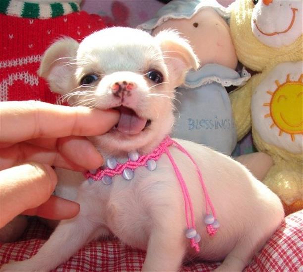weerstand bieden Manoeuvreren Begrip Mini Chihuahua-Puppy's met alle Papieren Kopen | Chihuahua's en  Gezelschapshonden